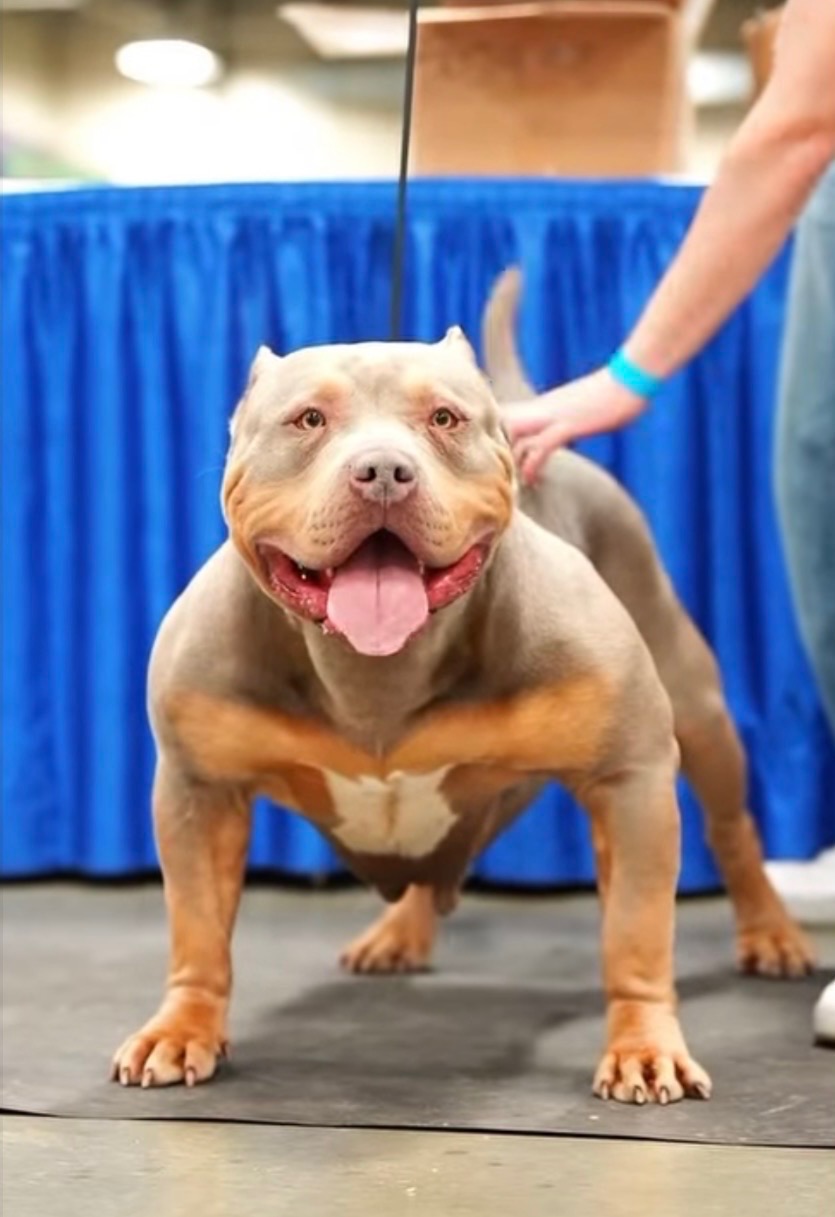 Merle Bully Global Asia ABKC Show Dog