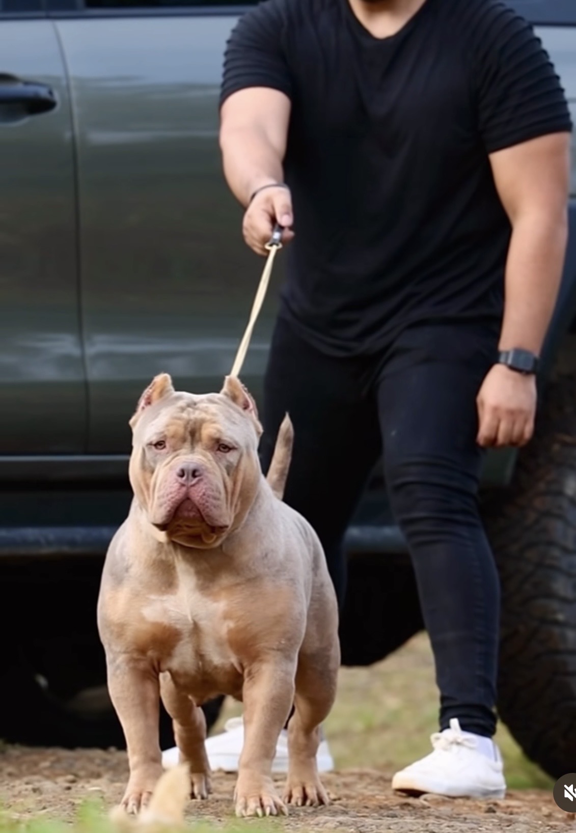 ABKC XL American Bully Puppies For Sale