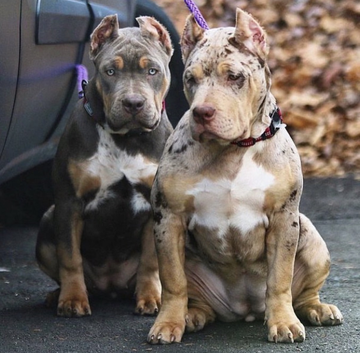 American Bullies XL Blue Merle Lilac Merle ABKC For Sale Near Me