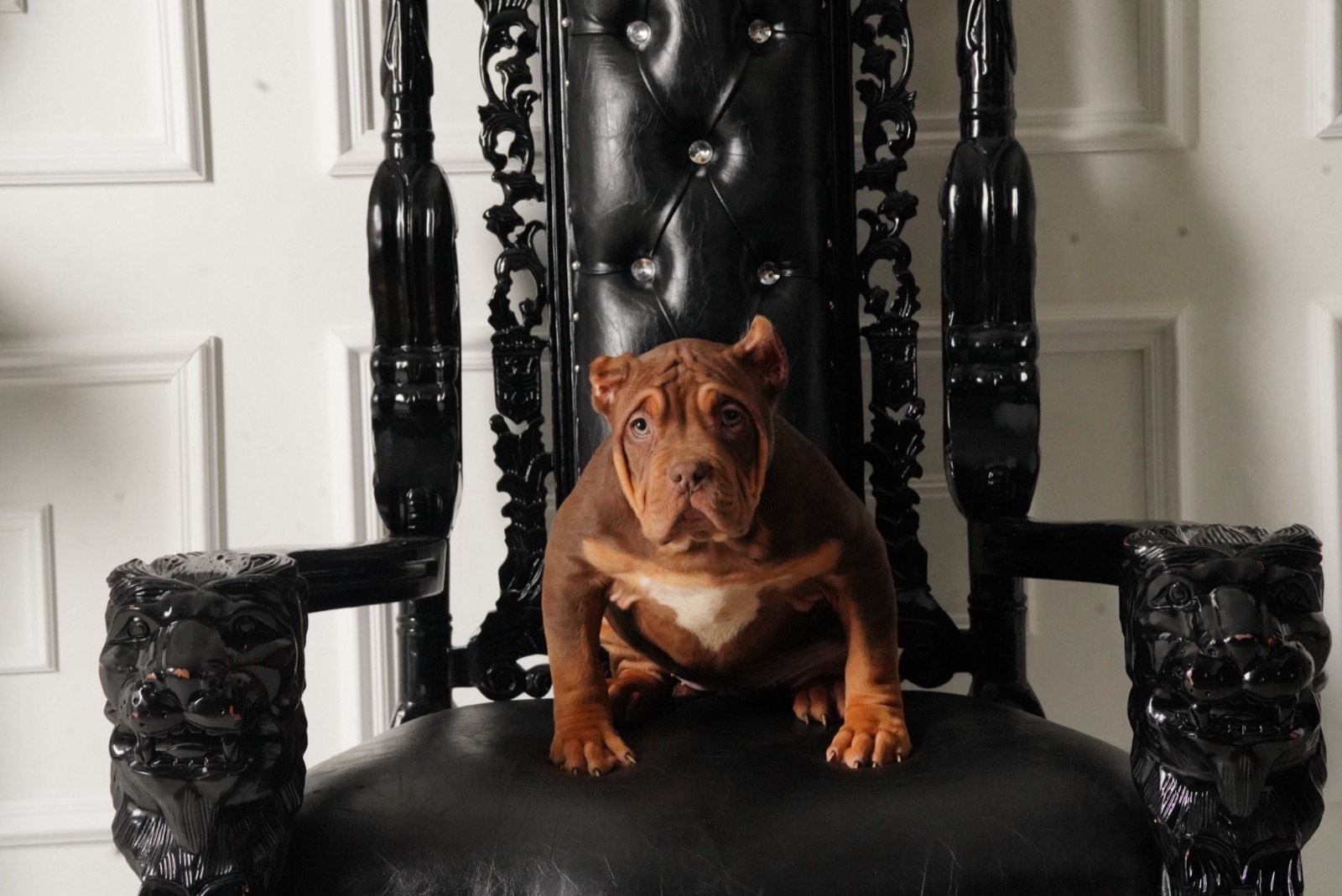 Asia x Exodus XL American Bully Puppy For Sale Throne