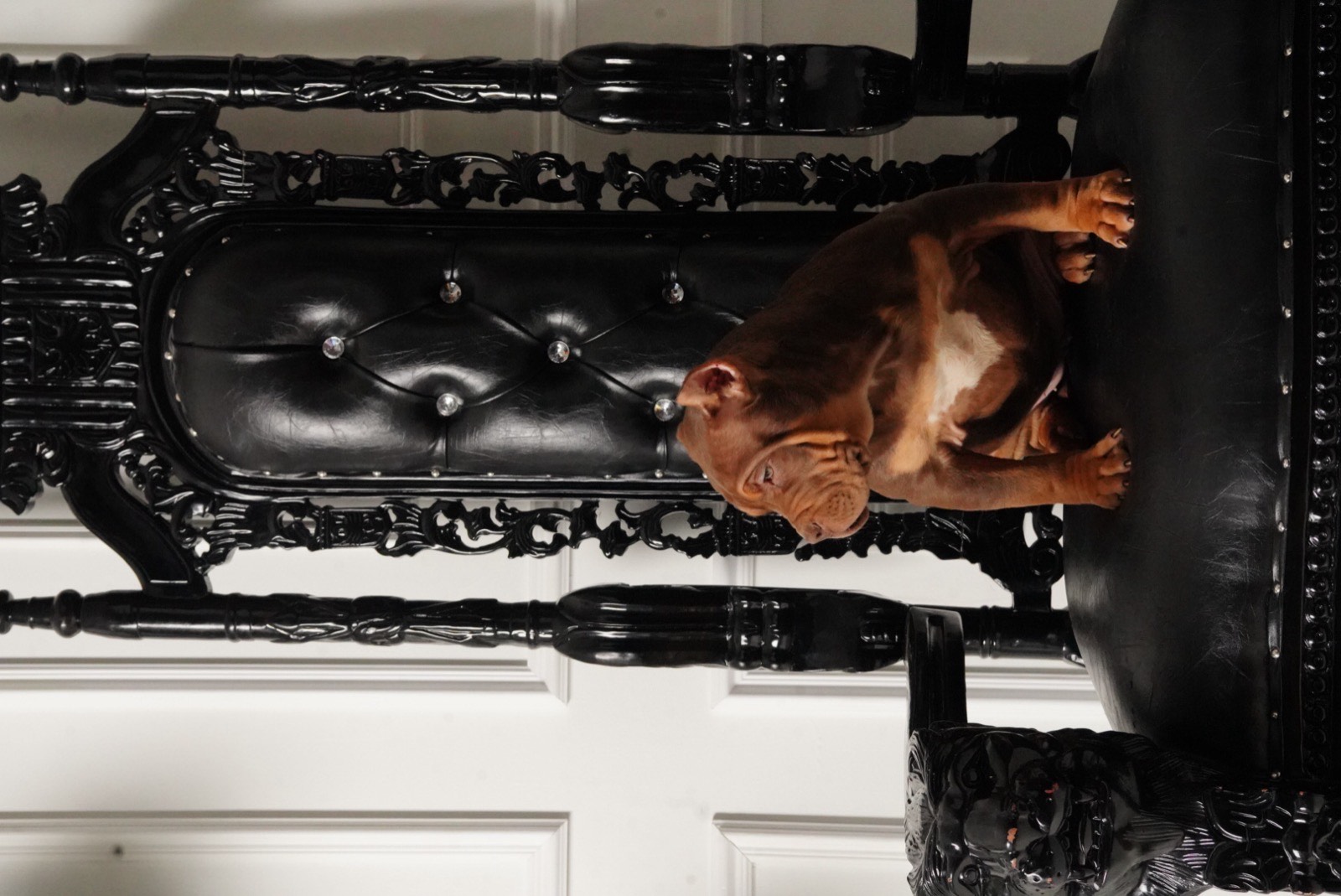 Asia x Exodus XL American Bully Puppy For Sale