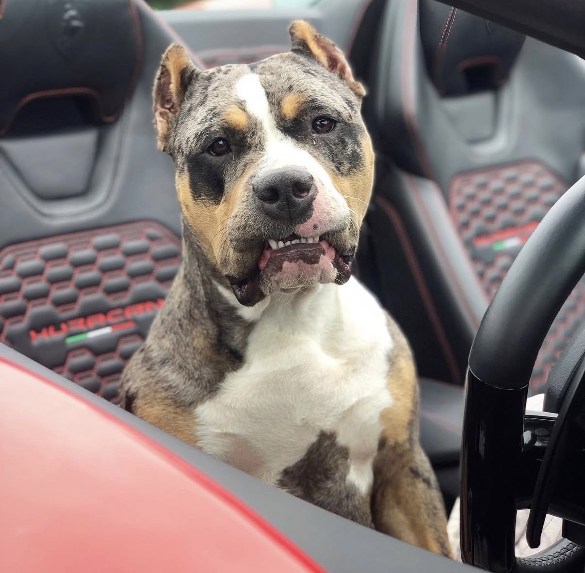 Black Tri Merle XL American Bully Dog For Sale Near Me New York