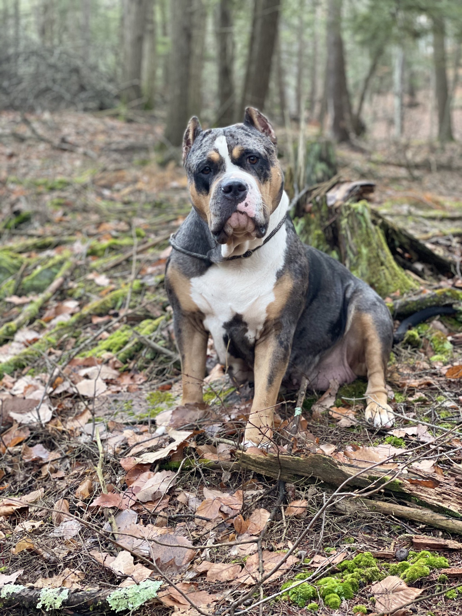 Black Tri XL American Bully Forest