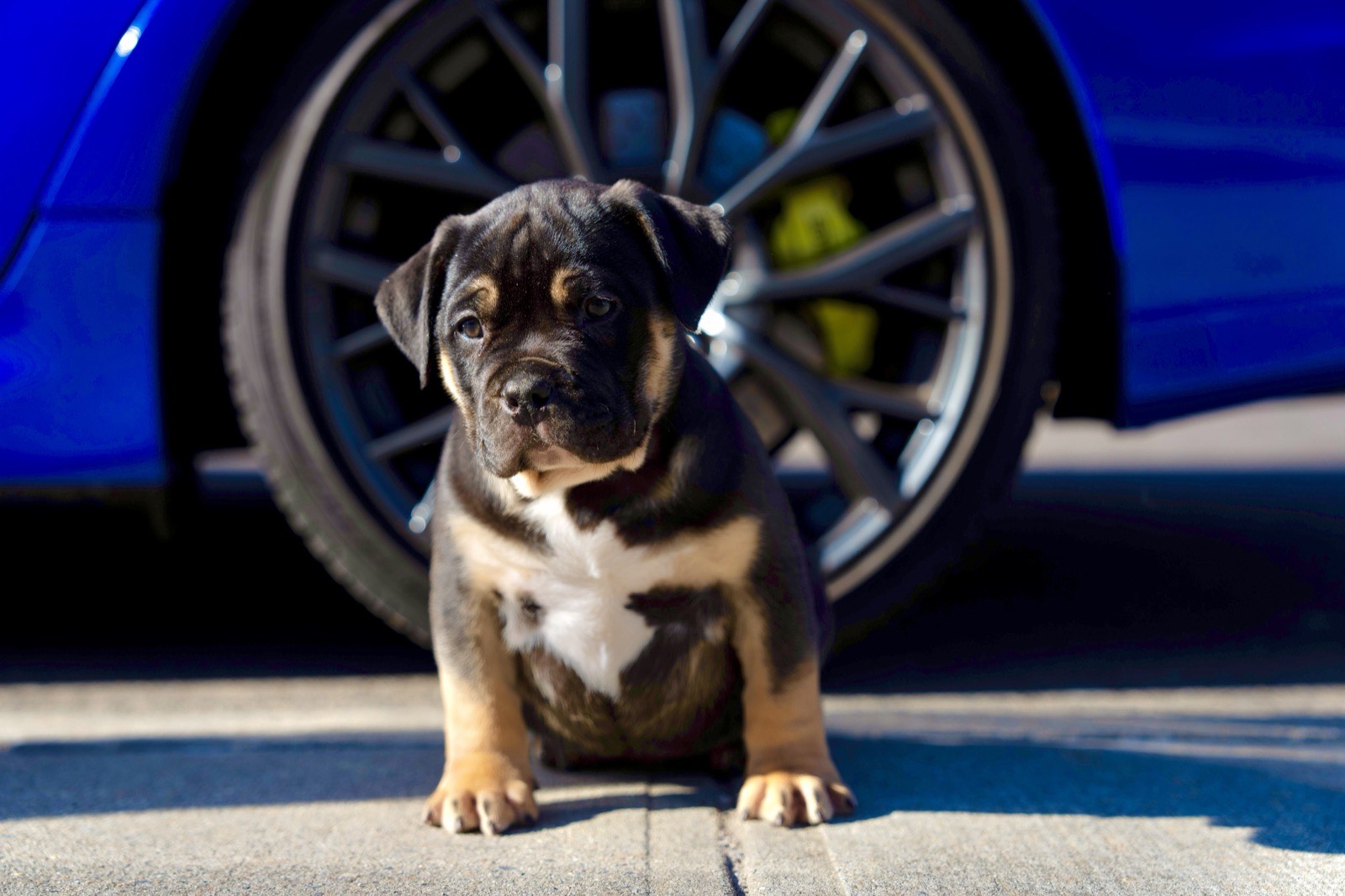 Black Tri XL Bully Puppy Near Me Exotic Car