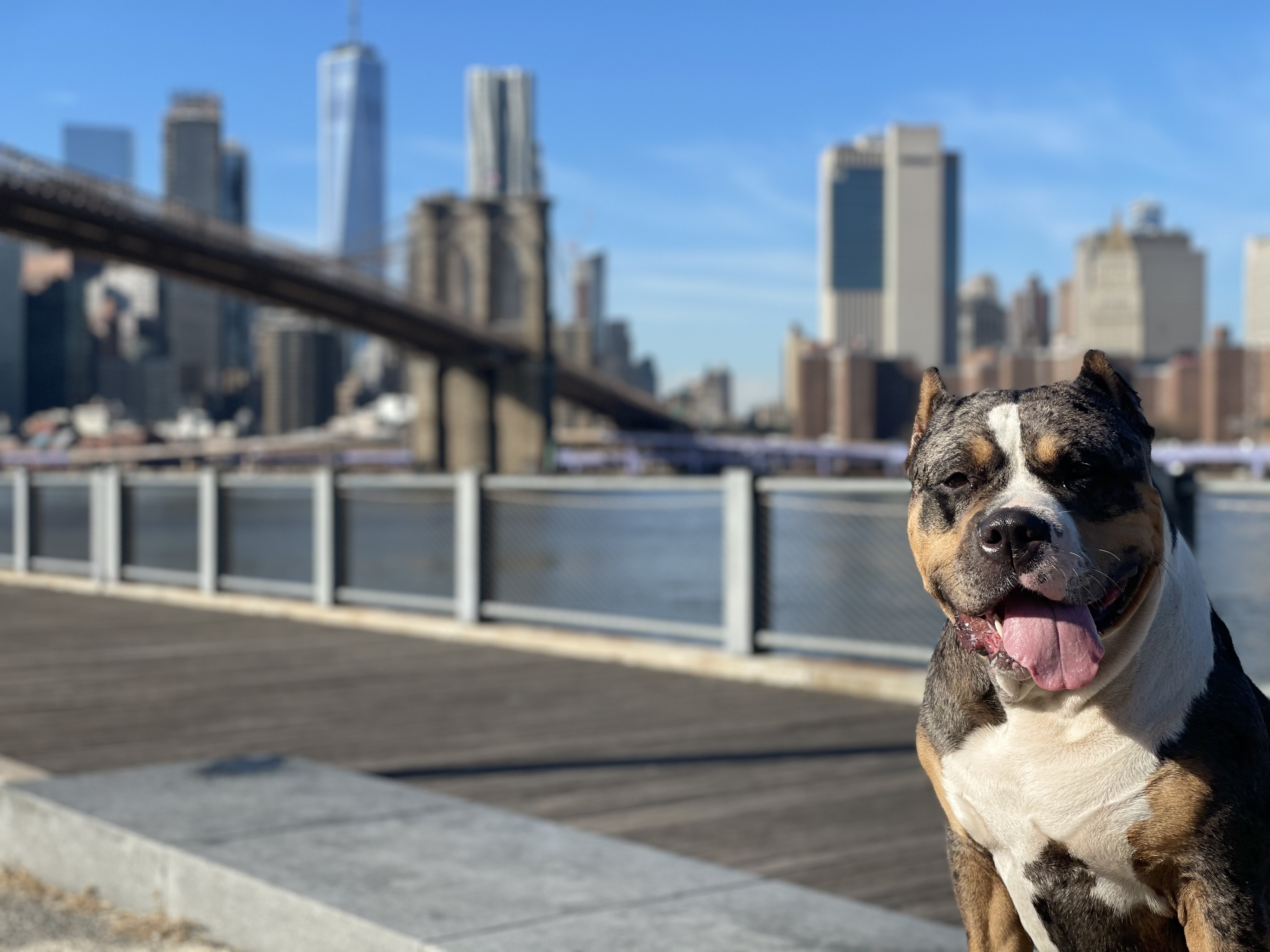 XL American Bully Ghost - Merle Bully Global New York