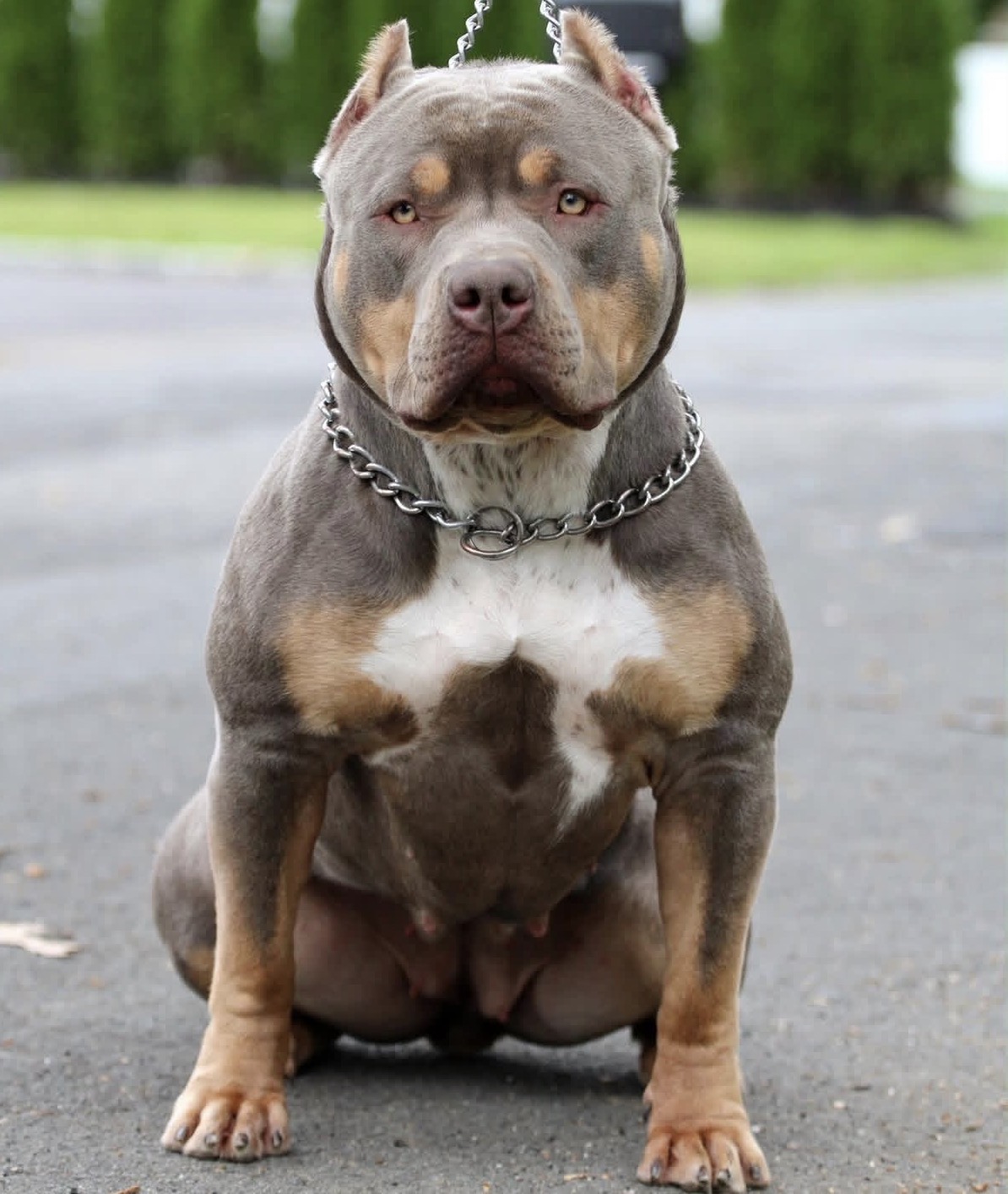 Blue Tri XL American Bully ABKC Pitbull Puppy For Sale New York