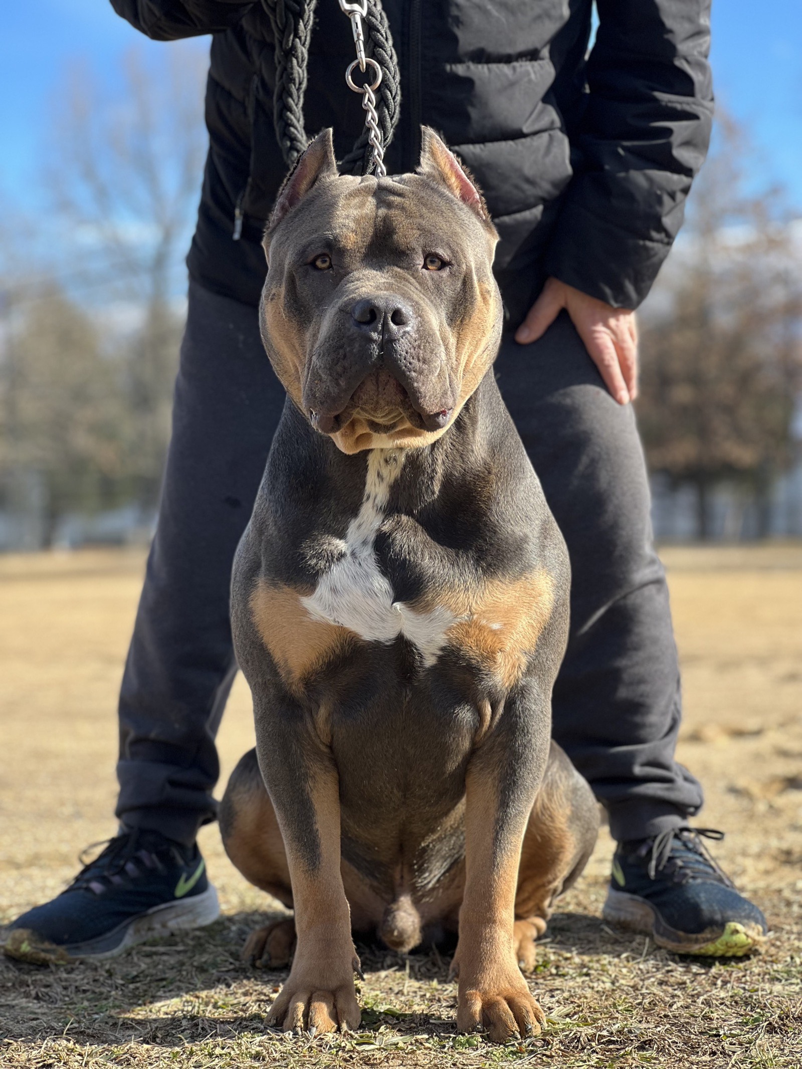 Blue Tri XL American Bully Adult New York