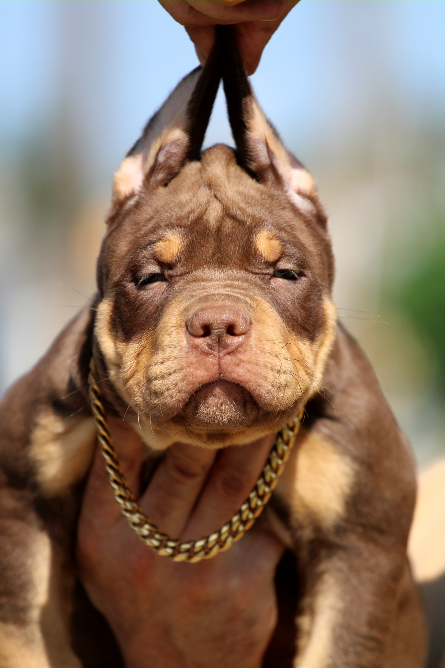 Chocolate Tri ABKC Bully Puppy Gold Chain Close Up