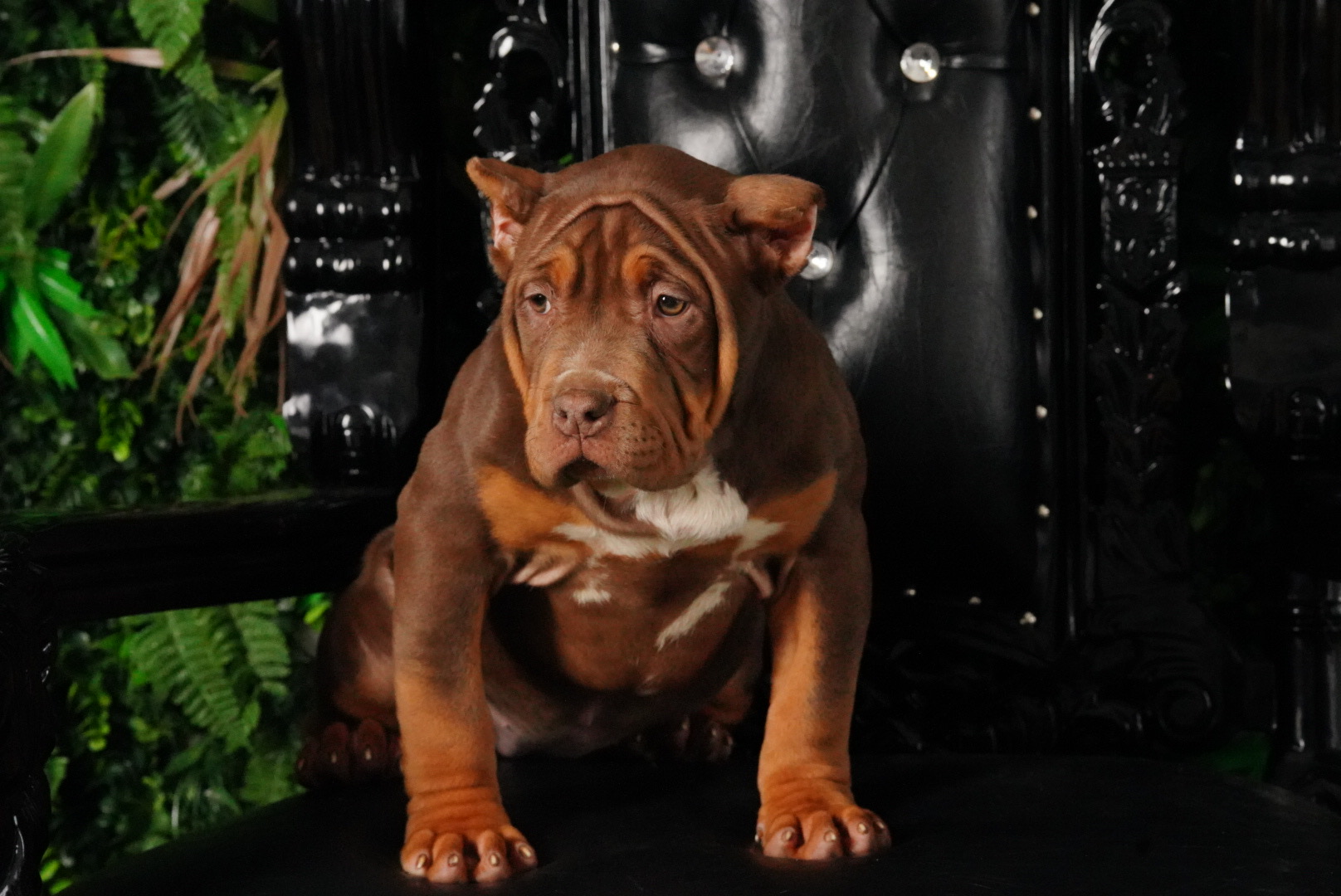 Chocolate Tri Bully Puppy Near Me Studio Shot