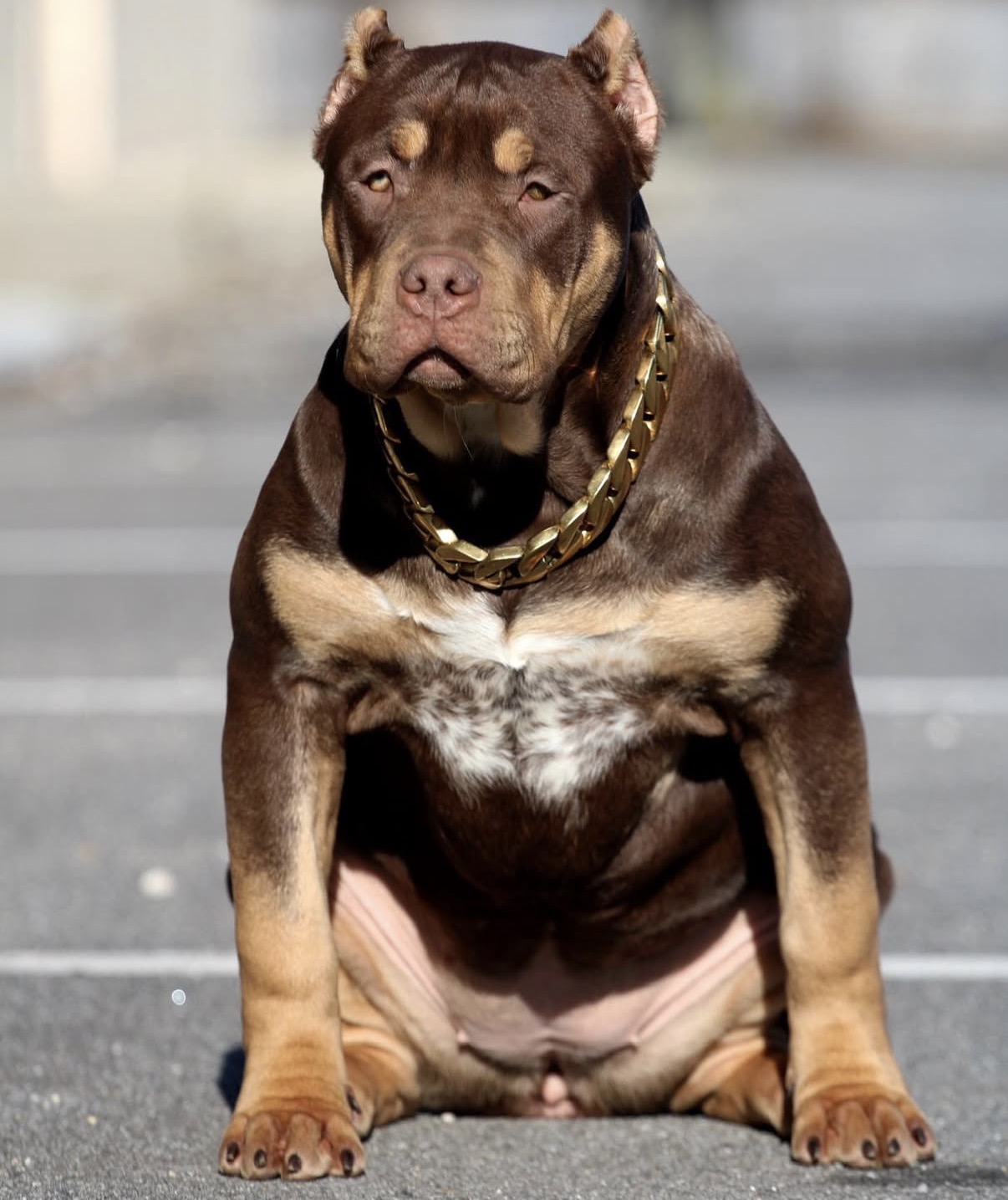 Chocolate Tri XL American Bully Pitbull Dog For Sale New York