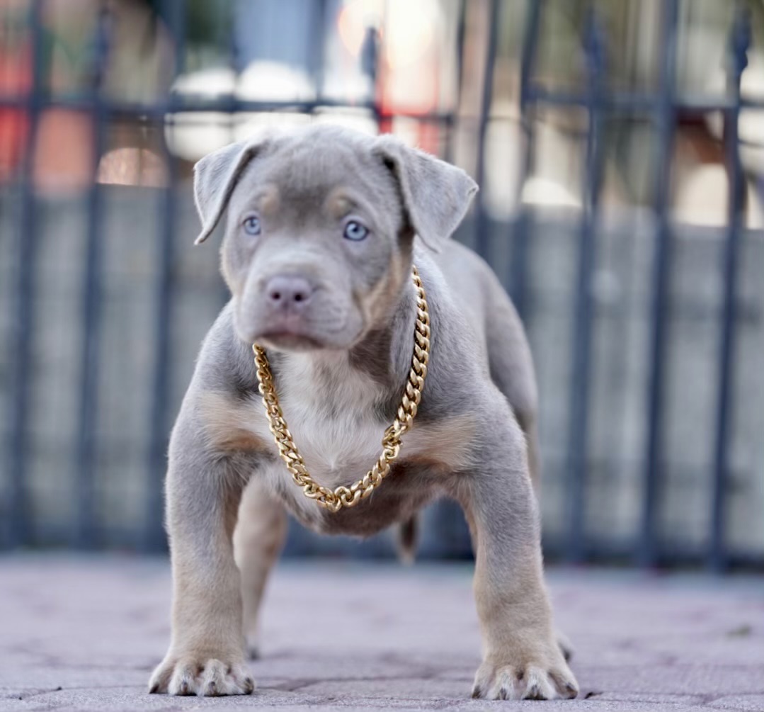 XL American Bully puppy for sale New York