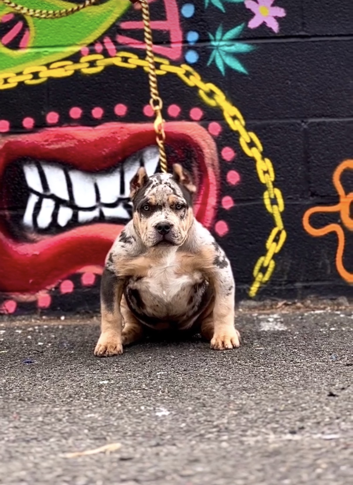 Lilac Merle Bully Puppy For Sale Near Me MerleBullyGlobal New York