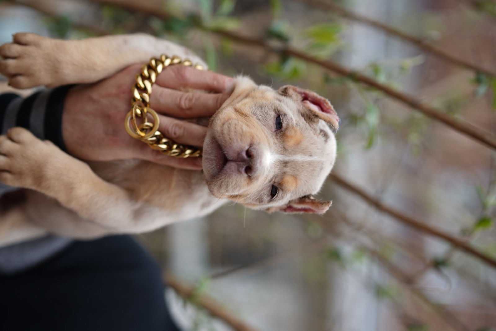 Lilac Merle Newborn Bully Puppy Gold Chain Breeder