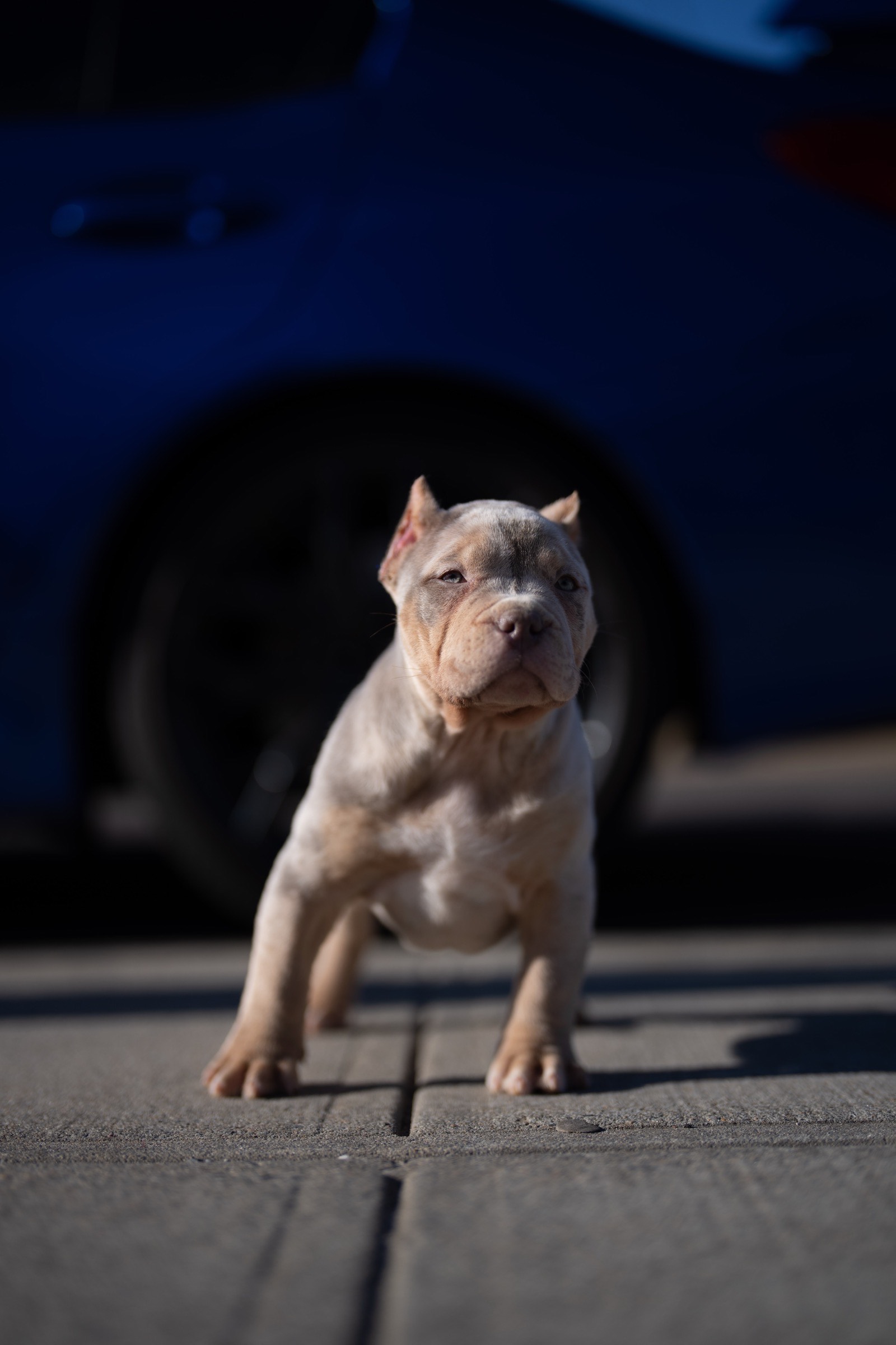 Lilac Merle XL Bully Puppy Breeder Near Me