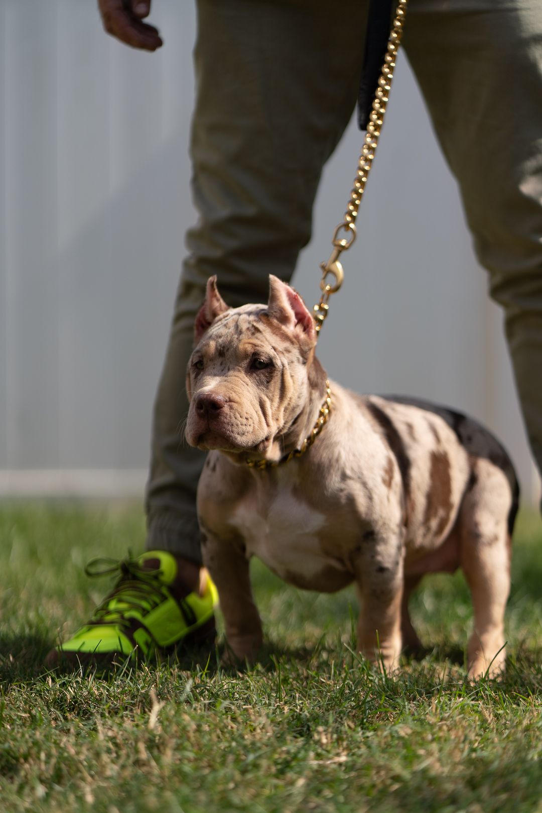 XL American Bully King - Merle Bully Global New York
