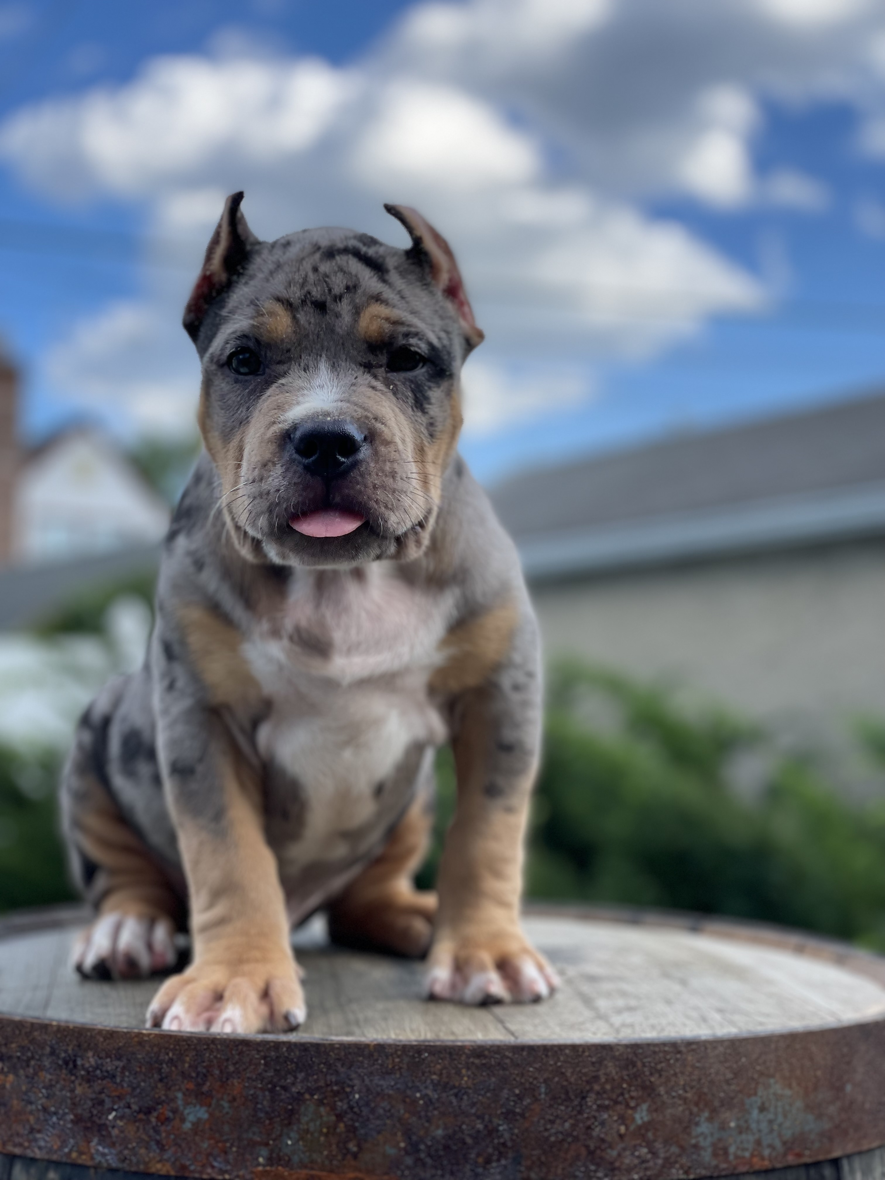 XL American Bully puppy for sale New York