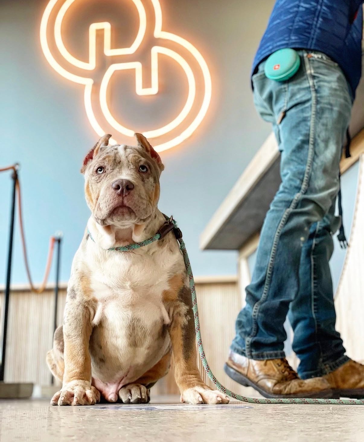Merle XL Bully Adult Sitting Indoors New York