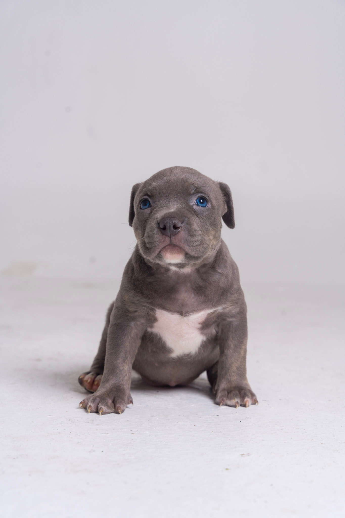Old School Blue Female XL American Bully Pet Home For Sale
