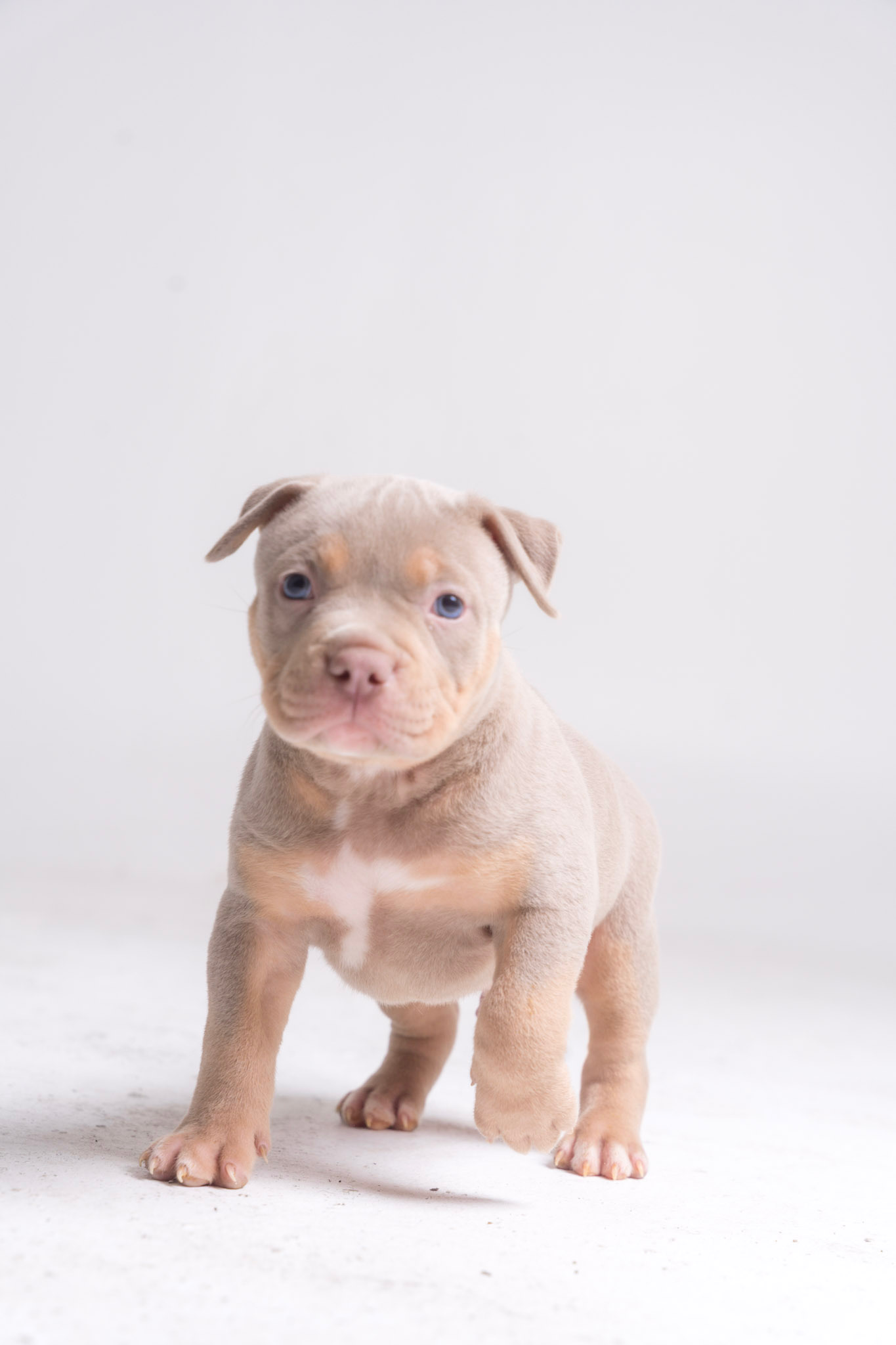 Lilac Male XL American Bully Pet Home For Sale
