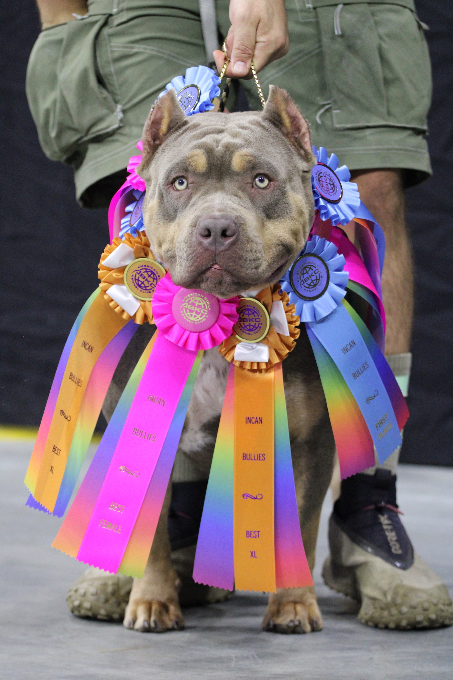 XL American Bully ABKC Champion Show Dog