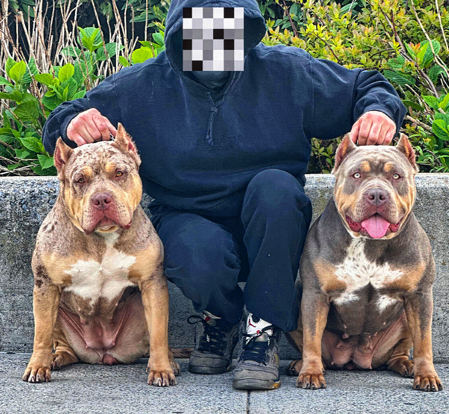 Merle Bully Global XL American Bully dogs New York